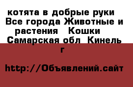 котята в добрые руки - Все города Животные и растения » Кошки   . Самарская обл.,Кинель г.